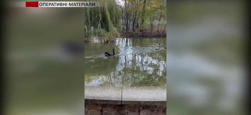 leb - У Парку імені Тараса Шевченка собака загриз чорного лебедя. Відео - rai.ua