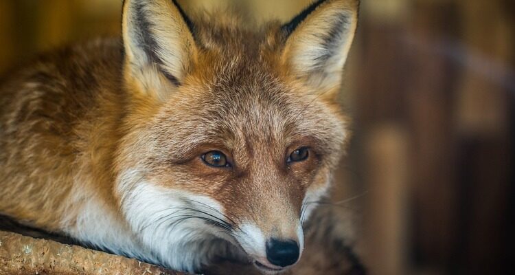 У Калуській громаді вживатимуть заходів із регулювання популяції лисиць