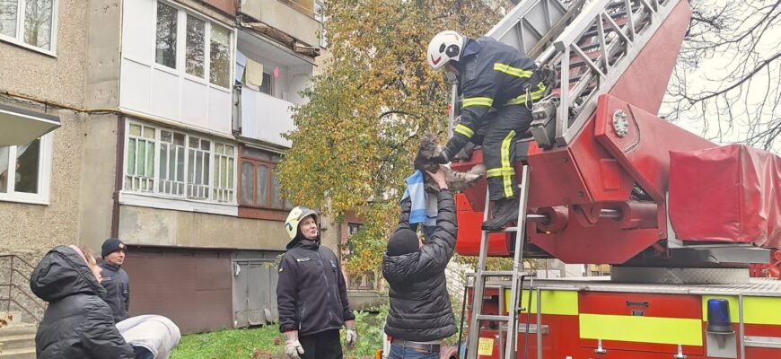 Рятувальники Калущини врятували кота