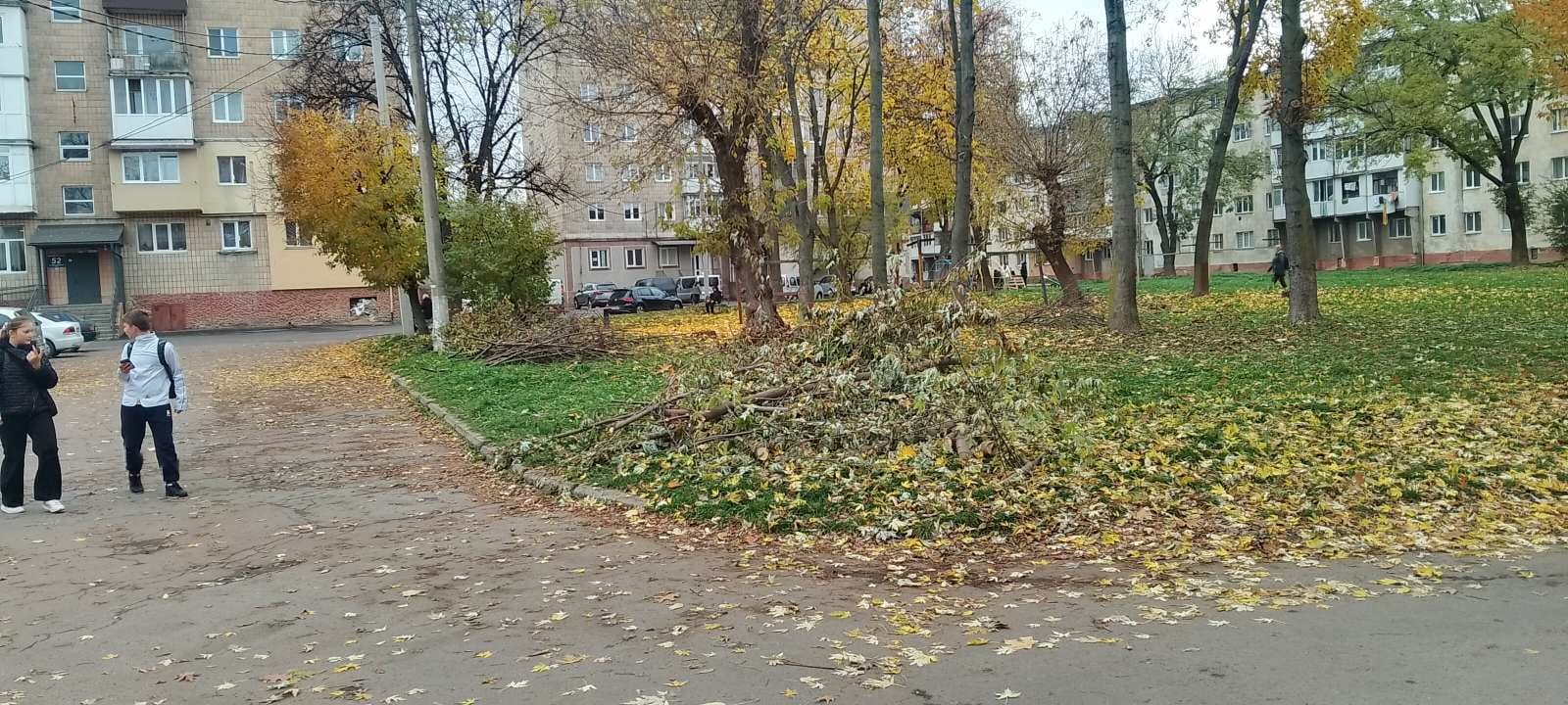 lys2 - «Спалювати опале листя заборонено!» - попереджає муніципальна інспекція - rai.ua