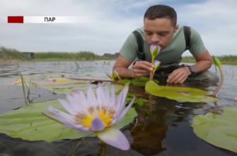 Капська лілія