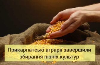Прикарпатські аграрії завершили збирання пізніх культур