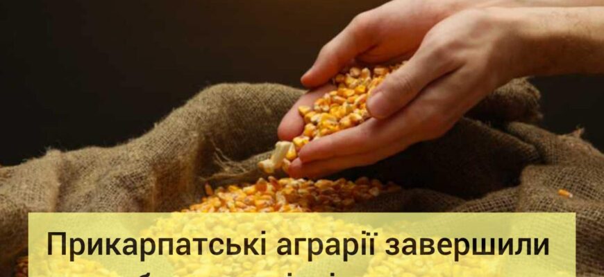 Прикарпатські аграрії завершили збирання пізніх культур