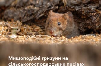 Про заселеність сільськогосподарських посівів мишоподібними гризунами