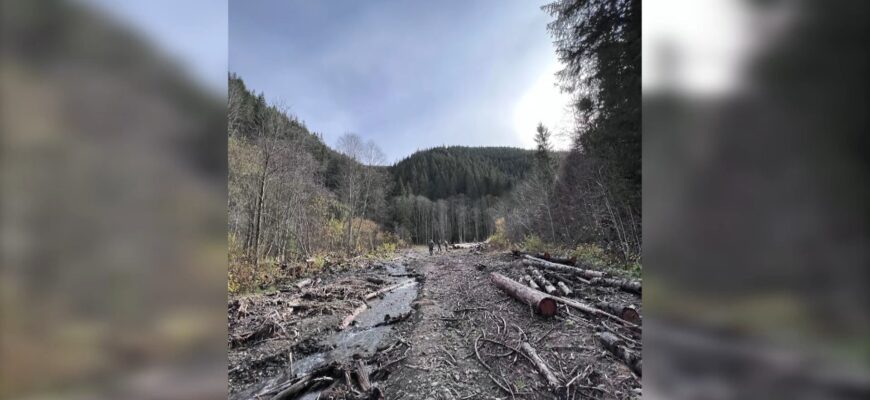 На Прикарпатті судитимуть керівництво лісгоспу, яке незаконно рубало деревину. Відео