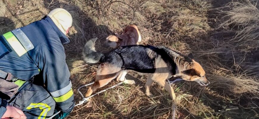 Долинські надзвичайники врятували собаку з каналізаційного колодязя