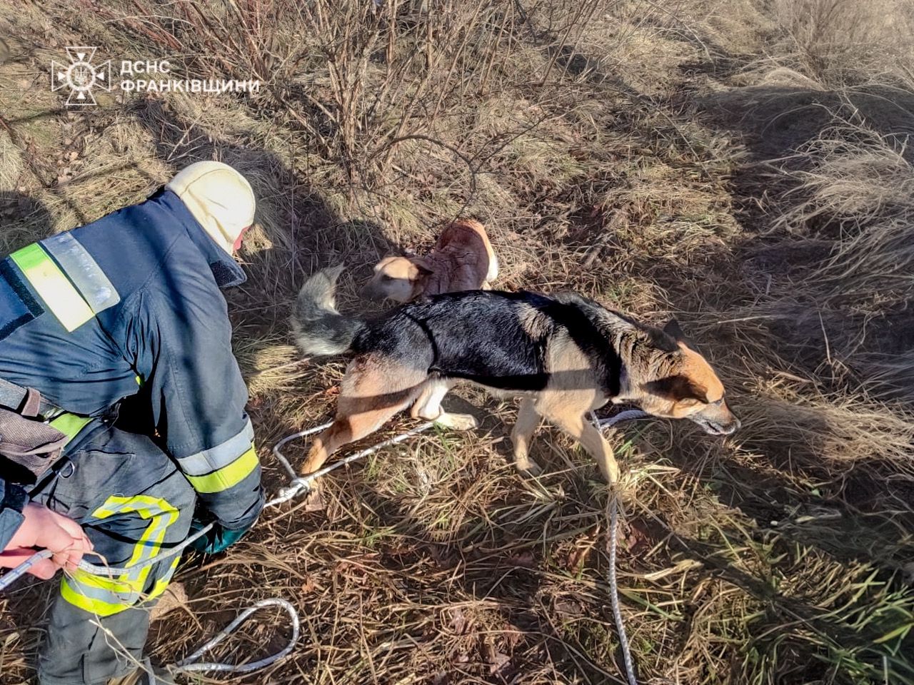 kan2 - Долинські надзвичайники врятували собаку з каналізаційного колодязя - rai.ua