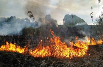 За одну добу вогнеборці ліквідували 81 пожежу сухої трави