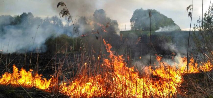 За одну добу вогнеборці ліквідували 81 пожежу сухої трави