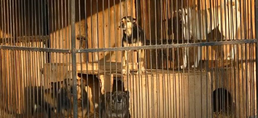 В калуському Домі Сірка провели толоку