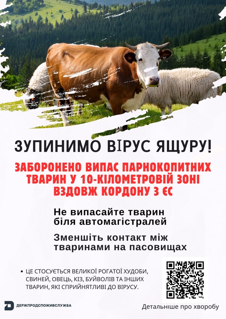iashchur 3 - Вибраковка всього поголів'я: що варто знати про ящур? - rai.ua