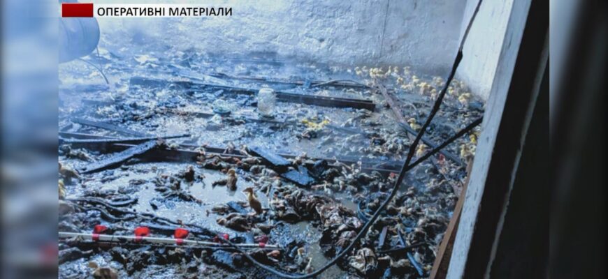 В Заболотівській ТГ трапилась пожежа птахоферми. Відео