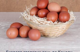 Відкрито новий ринок для українського виробника: експорт яєць до Канади