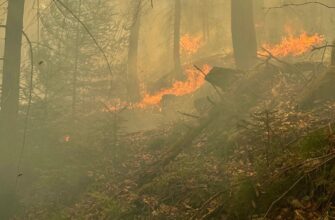 Вогнеборці ліквідували пожежу лісової підстилки у Яремчанській ТГ