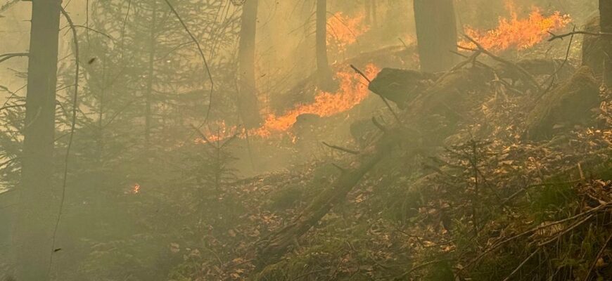 Вогнеборці ліквідували пожежу лісової підстилки у Яремчанській ТГ