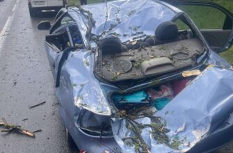Повалені дерева: прикарпатські рятувальники ліквідовують наслідки негоди