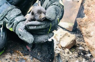 На Дніпропетровщині вогнеборці врятували життя цуценяті