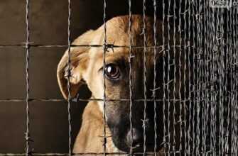 Поліція розслідує факт жорстокого поводження з тваринами у Галичі