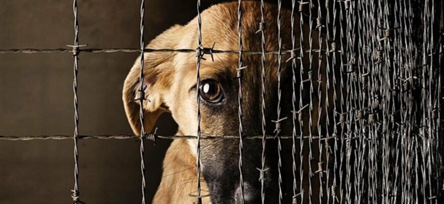 Поліція розслідує факт жорстокого поводження з тваринами у Галичі