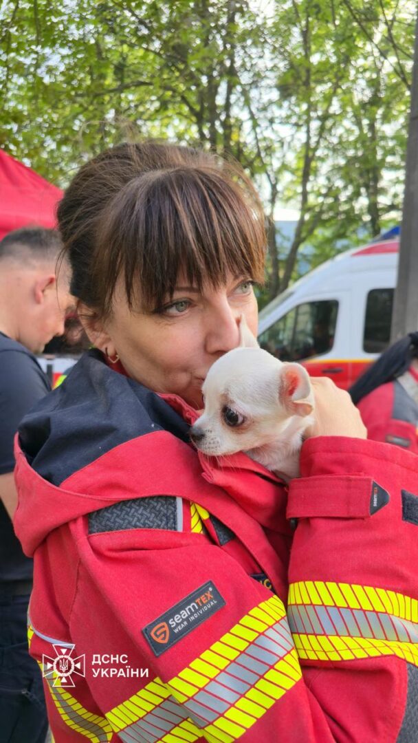 chih - Кожне життя має значення: рятувальники врятували тварин з-під завалів - rai.ua
