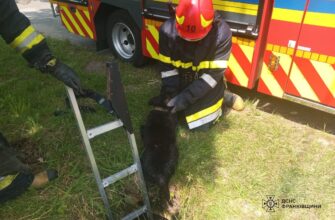 Долинські рятувальники врятували собаку, яка впала в колодязь