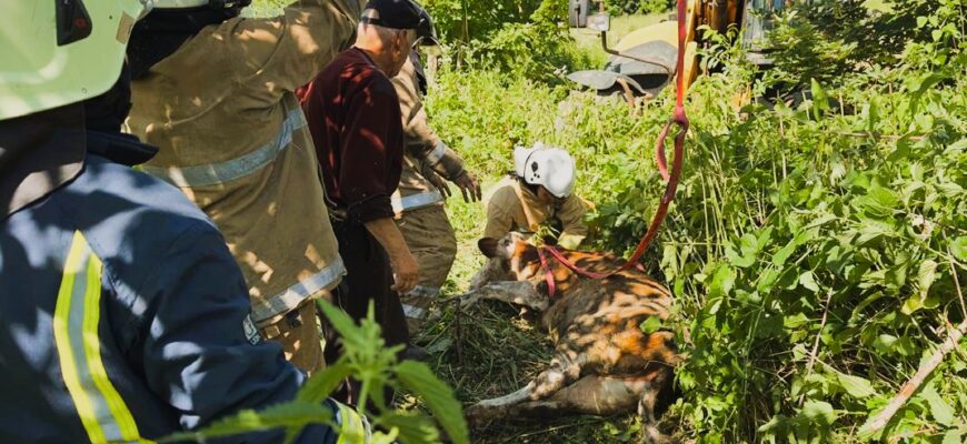 Ямницькі рятувальники врятували корову з колодязя