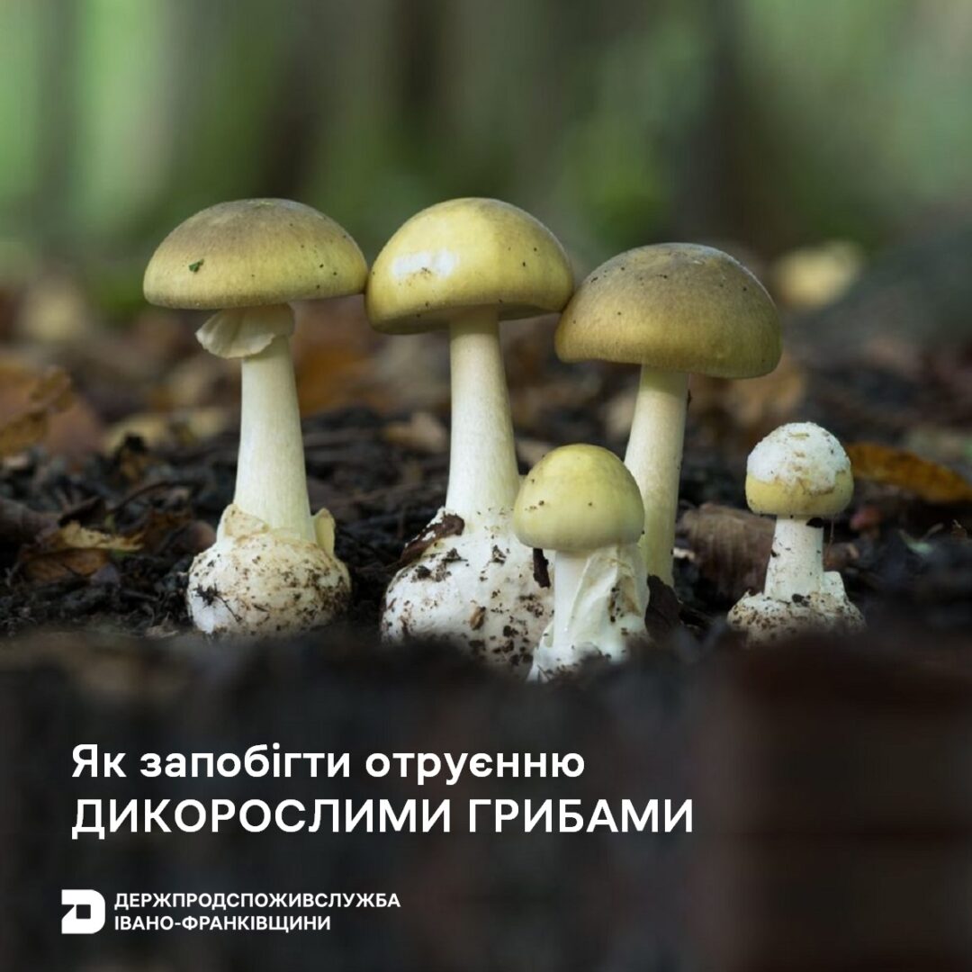 kiaia - Минулого року на Прикарпатті було зареєстровано 5 випадків отруєння грибами - rai.ua
