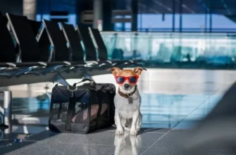 Як підготувати улюбленця до подорожі за кордон?