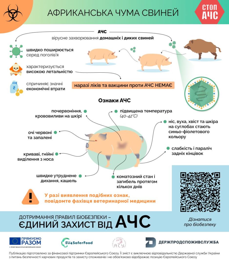 likik - Африканська чума свиней: основні ознаки захворювання - rai.ua