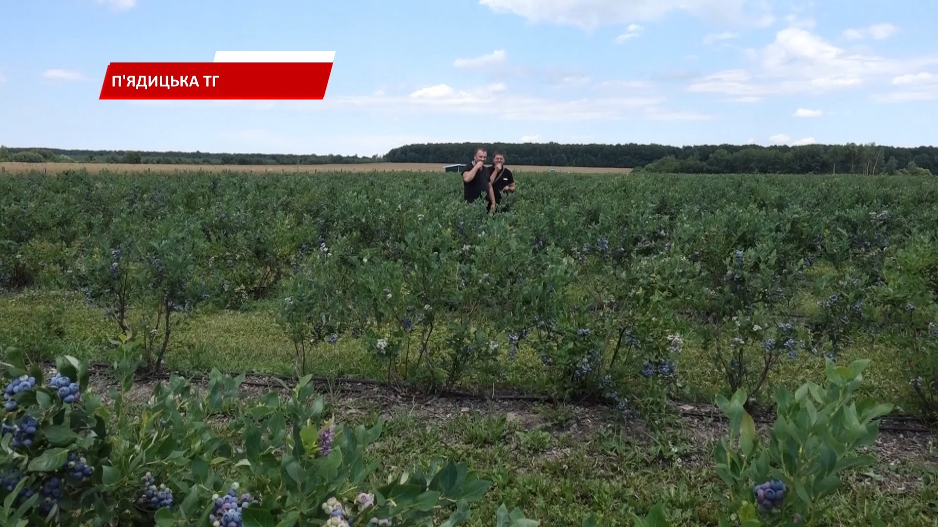 lker - У приміській до Коломиї Малій Кам'янці вперше провели День поля. Відео - rai.ua