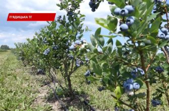 У приміській до Коломиї Малій Кам'янці вперше провели День поля. Відео