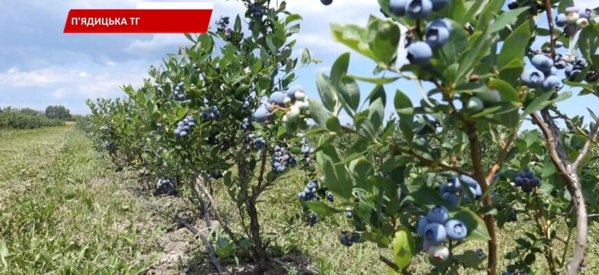 У приміській до Коломиї Малій Кам'янці вперше провели День поля. Відео