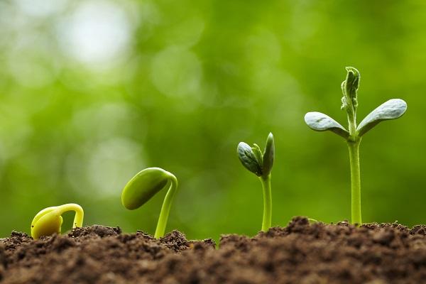 rosd - Розроблено Прогноз розвитку шкідників у липні 2025 року - rai.ua