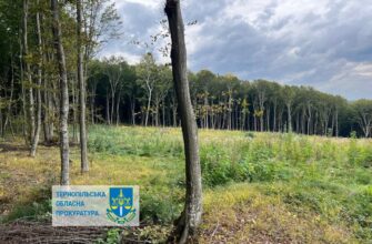 57 млн грн шкоди при рубці дерев на Тернопільщині – повідомлено про підозру лісничому