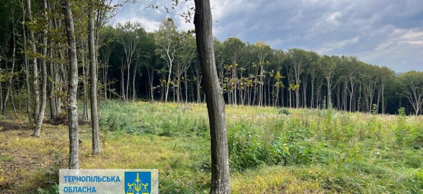 57 млн грн шкоди при рубці дерев на Тернопільщині – повідомлено про підозру лісничому