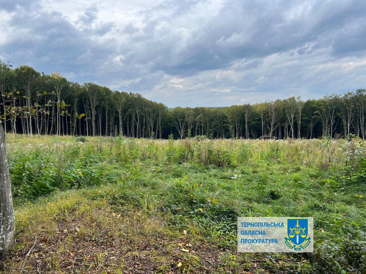 terpn6 - 57 млн грн шкоди при рубці дерев на Тернопільщині – повідомлено про підозру лісничому - rai.ua