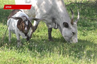 В Івано-Франківській громаді діє Програма розвитку сільського господарства. Відео