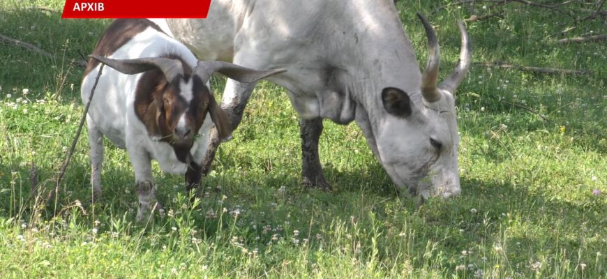В Івано-Франківській громаді діє Програма розвитку сільського господарства. Відео