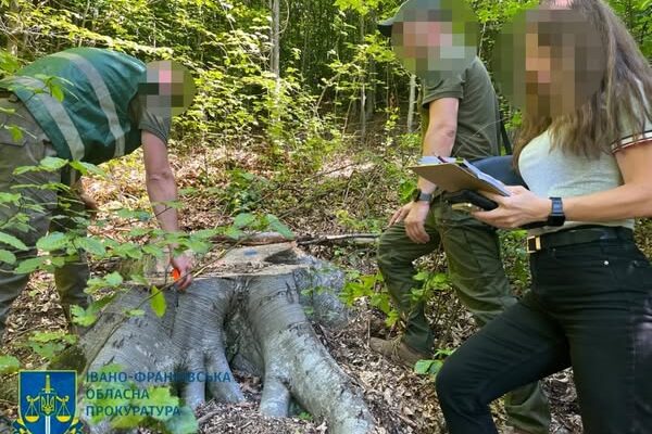 Незаконна порубка деревини в Косівському районі – розпочато розслідування