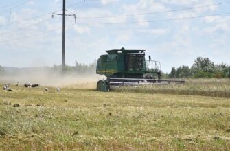 На полях Івано-Франківської громади розпочали збір пшениці. Відео