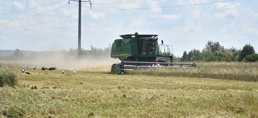 На полях Івано-Франківської громади розпочали збір пшениці. Відео