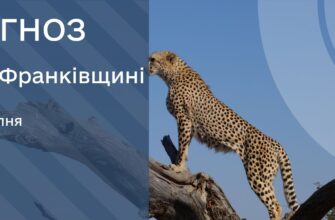 Прогноз погоди на 12 серпня 2025 року