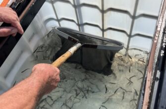На Прикарпатті відновлюють популяції червонокнижних риб