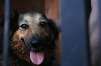 Врятована собака Джессі знову в родині