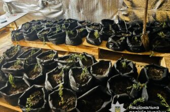 Вирощував нарковмісні коноплі: поліція Яремче затримала наркодилера