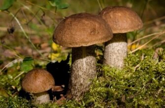 Поради рятувальників як не заблукати в лісі під час збирання грибів