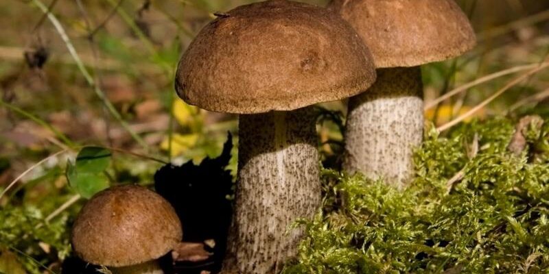 Поради рятувальників як не заблукати в лісі під час збирання грибів