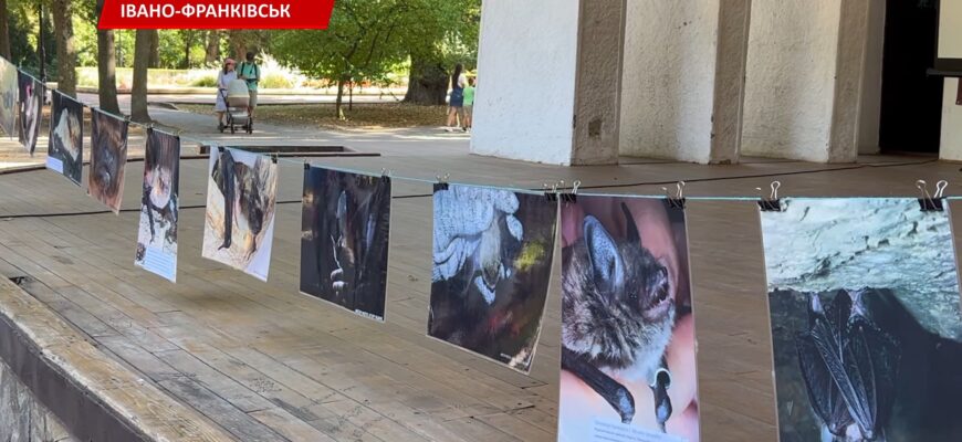 В Івано-Франківську відзначили Міжнародну ніч кажанів. Відео
