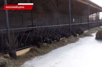 Як підтримують власників худоби та бджіл у Коломиї? Відео