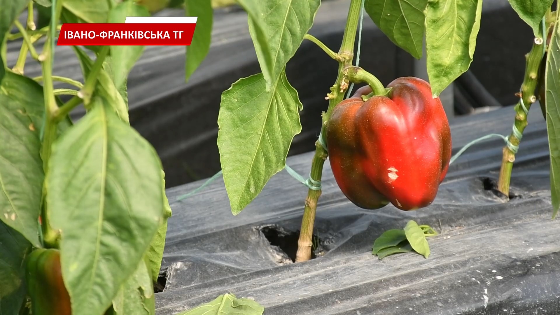 per7 - Руслан Марцінків побував у теплицях фермерського господарства в Чукалівці. Відео - rai.ua
